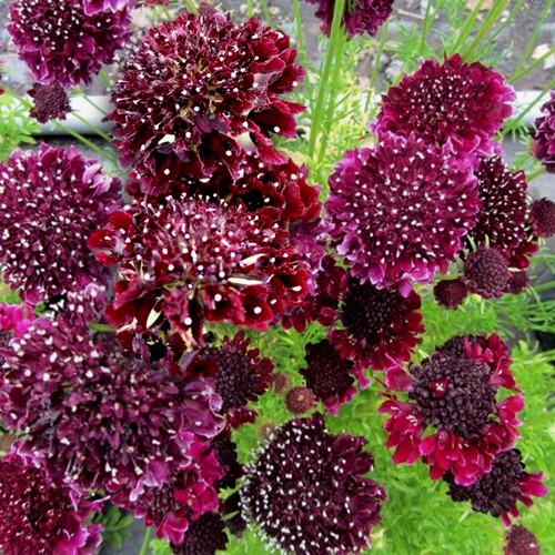 Scabiosa 'Summer Night' - Tähtpea 'Summer Night'